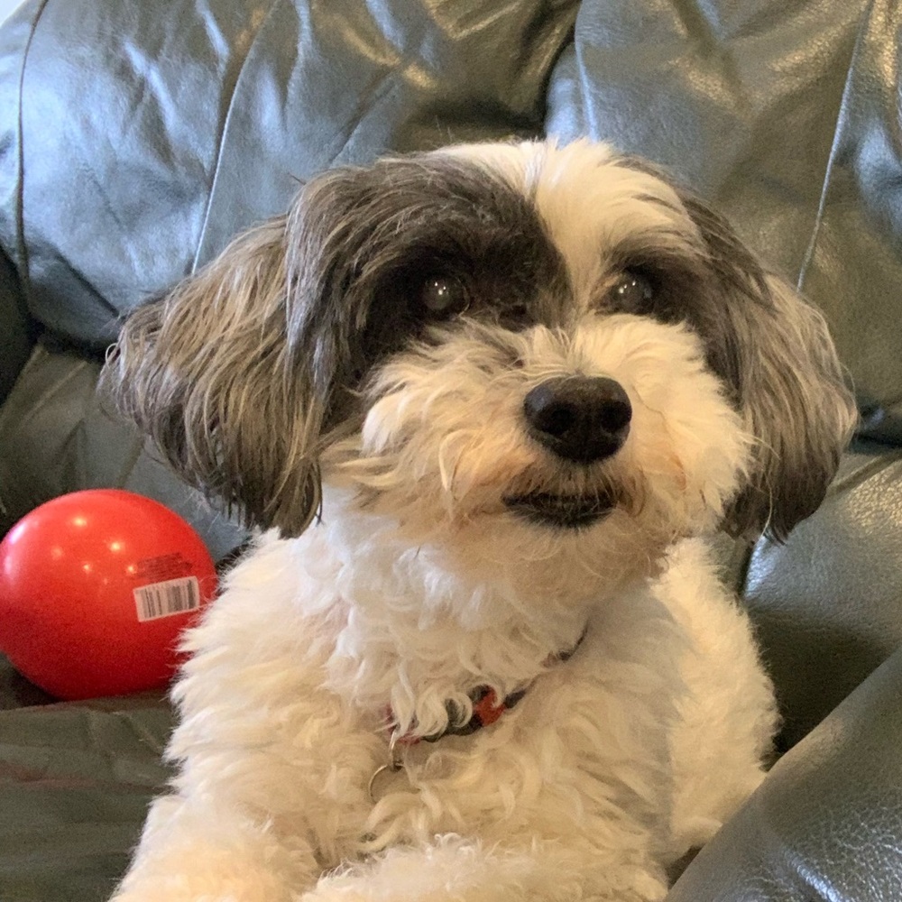 Not selling my dog. :)